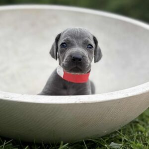 Blue Male - Red Collar