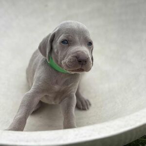 Silver Male Green Collar