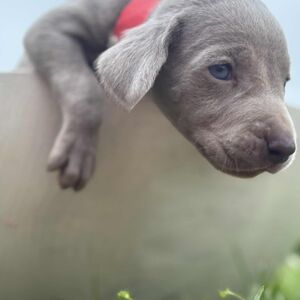 Silver Male - Red Collar