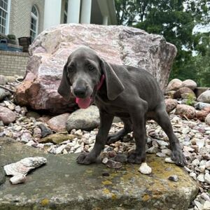 Blue Girl - Pink Collar