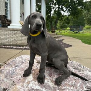 Blue Girl - Yellow Collar