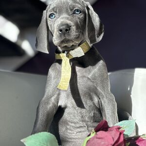 Green Collar Blue Girl