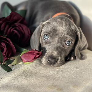 Orange Collar Blue Girl