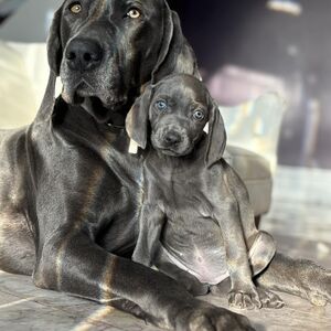 Pink Collar Blue Girl