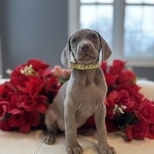 Yellow Collar Silver Girl