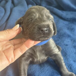 Blue Male- Blue Collar