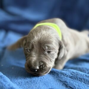 Blue Male - Green Collar