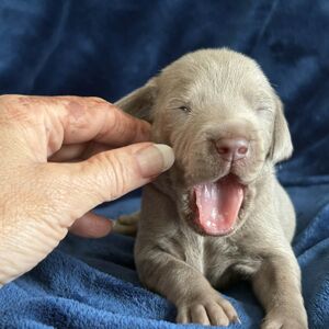 Silver Male - Orange Collar