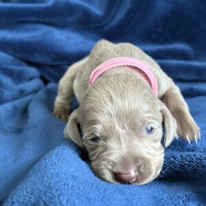 Silver Female - Pink Collar