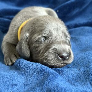 Blue Female - Yellow Collar