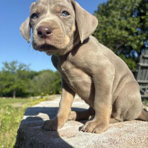 Mark of the Hound Male - Green Collar