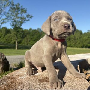 Silver Male - Red Collar