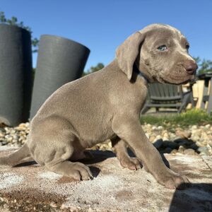Silver Male - Blue Collar