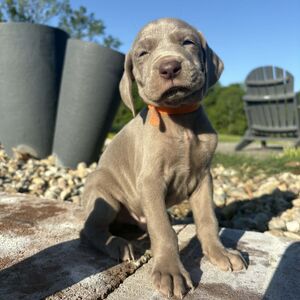 Silver Male - Orange Collar