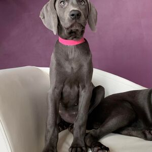 Blue Female Pink Collar