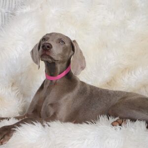 Silver Girl - Pink Collar